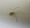 Tetragnatha obtusa